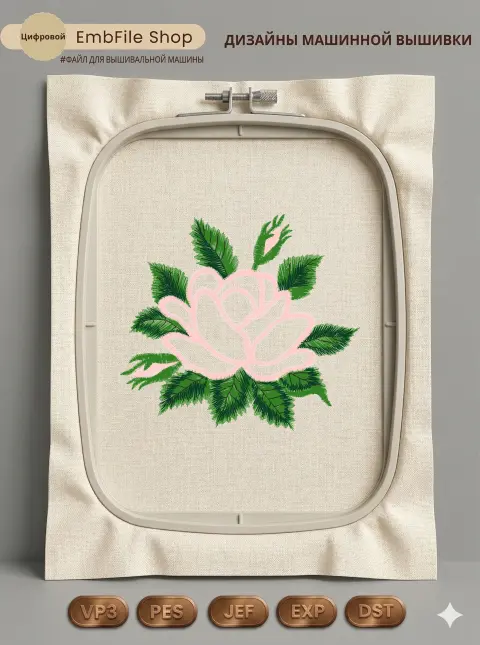 Нежная цветущая роза